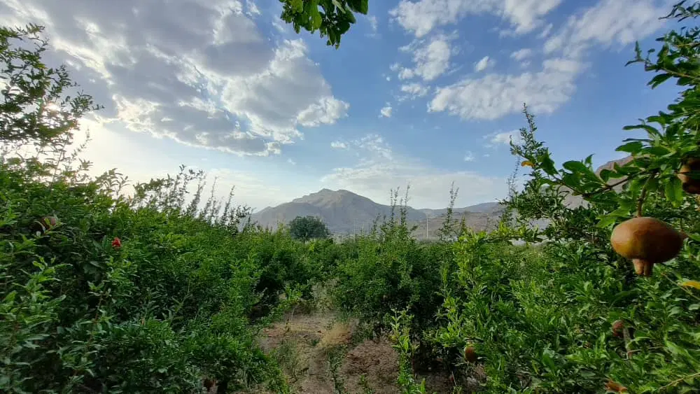 زمین کشاورزی