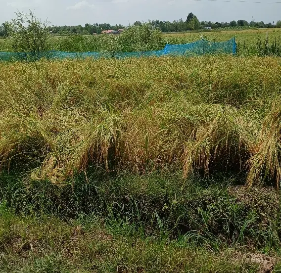 فروش زمین داخل طرح