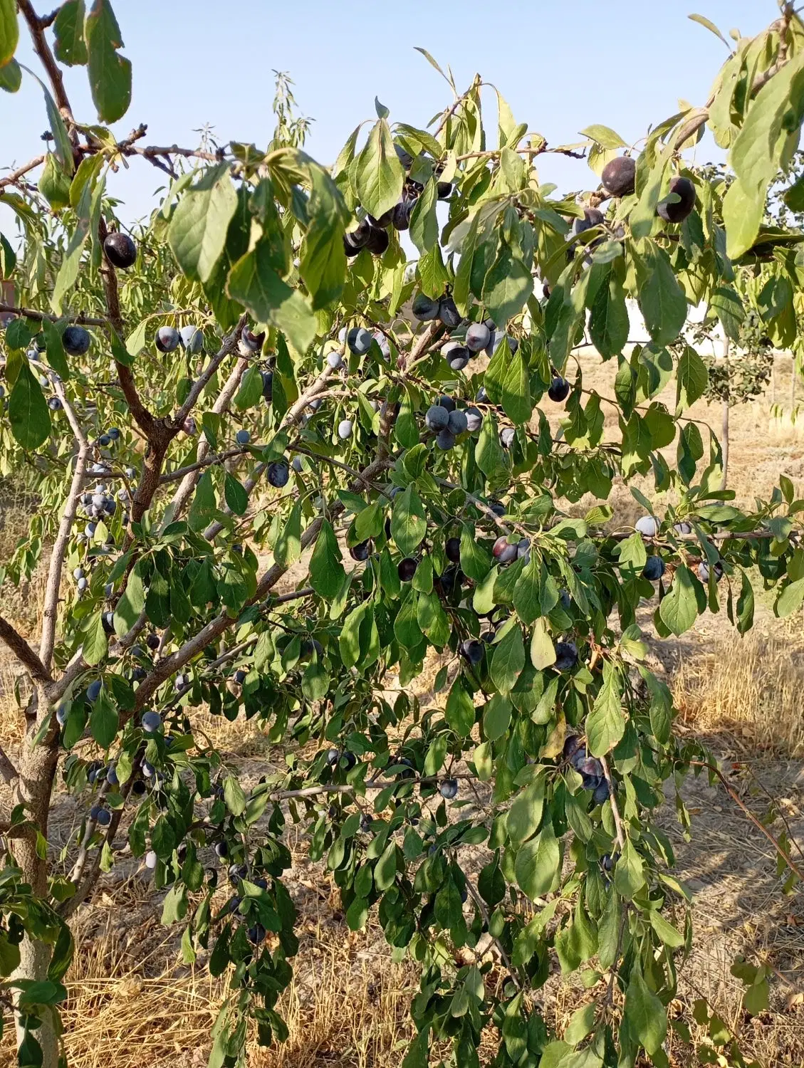 باغ