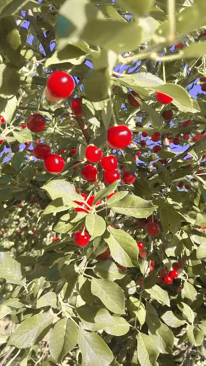 فروش باغ ‌باغچه شهرک انجیره