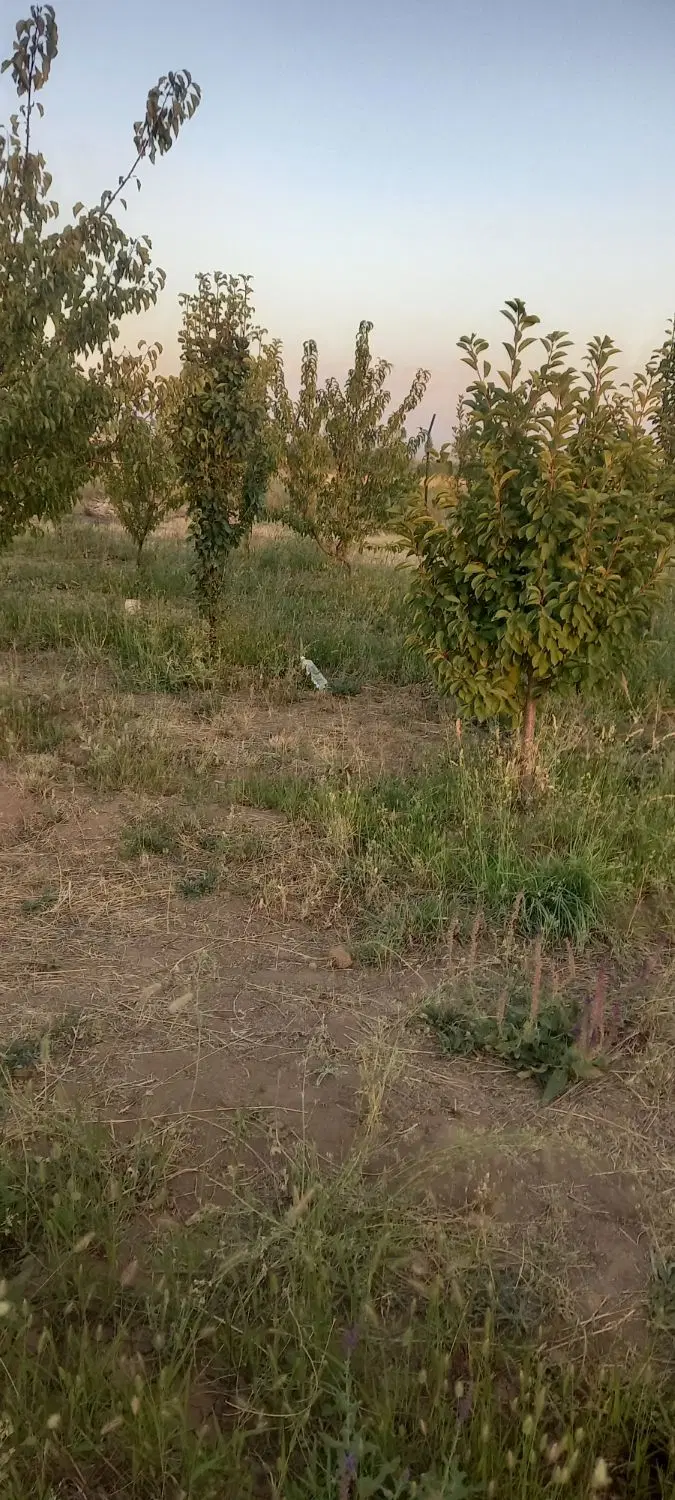 باغ