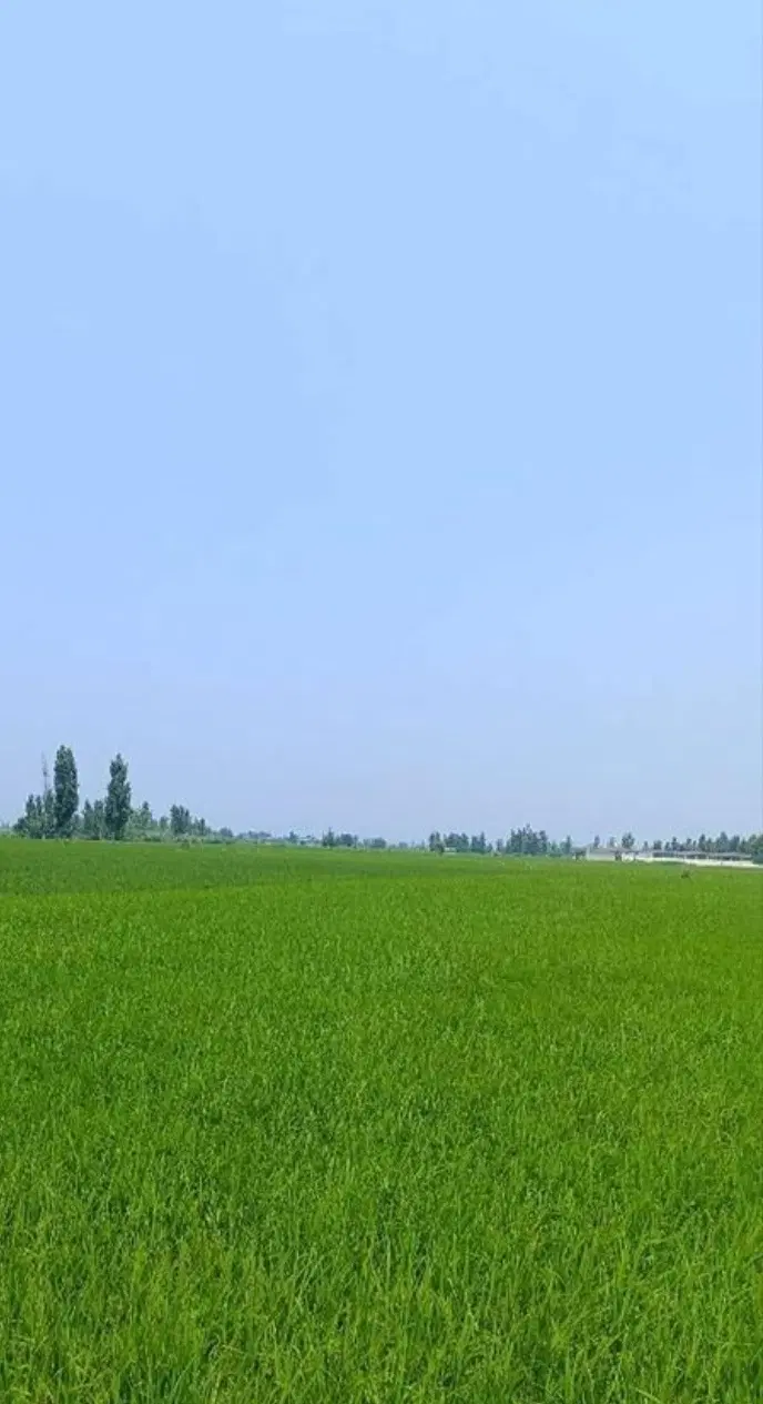 زمین کشاورزی و ویلایی در روستایی پیرعلی(اندزق)