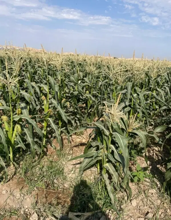 اجاره زمین کشاورزی