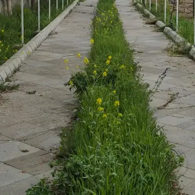 ۳۰۰ متر زمین داخل طرح سیداوا