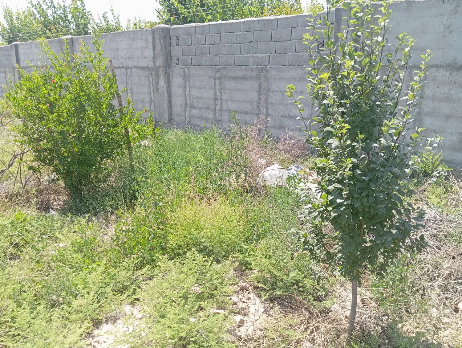 آلارد روبروی آتش نشانی