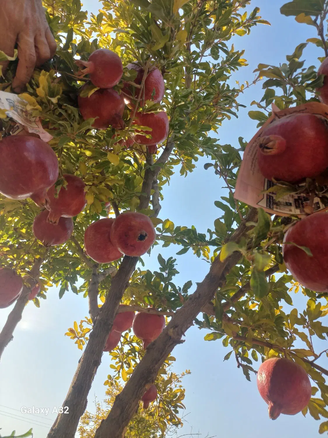 ۷۰۰ متر باغ اناری