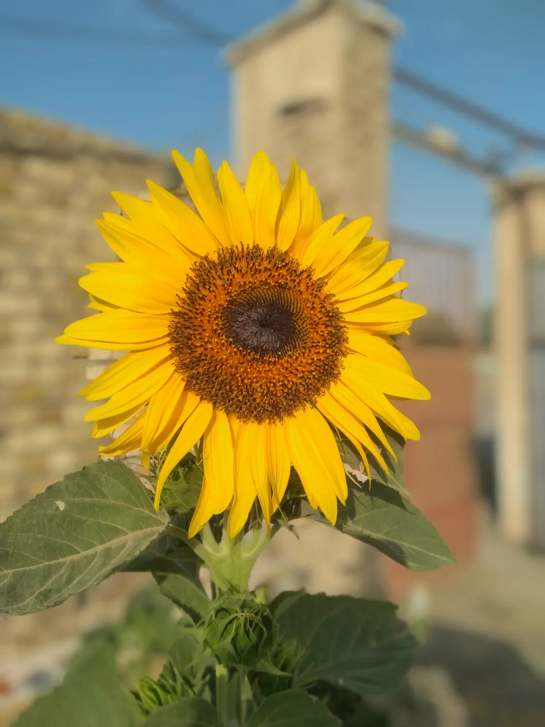 1000متر زمین چهار دیواری