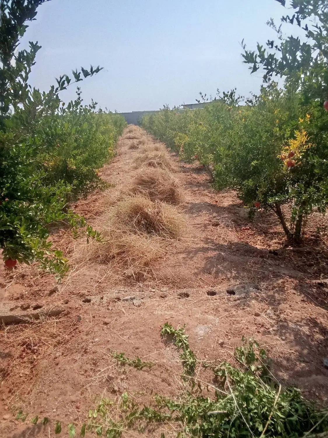 فروش فوری باغ انار در روستای زرین آباد استان تهران