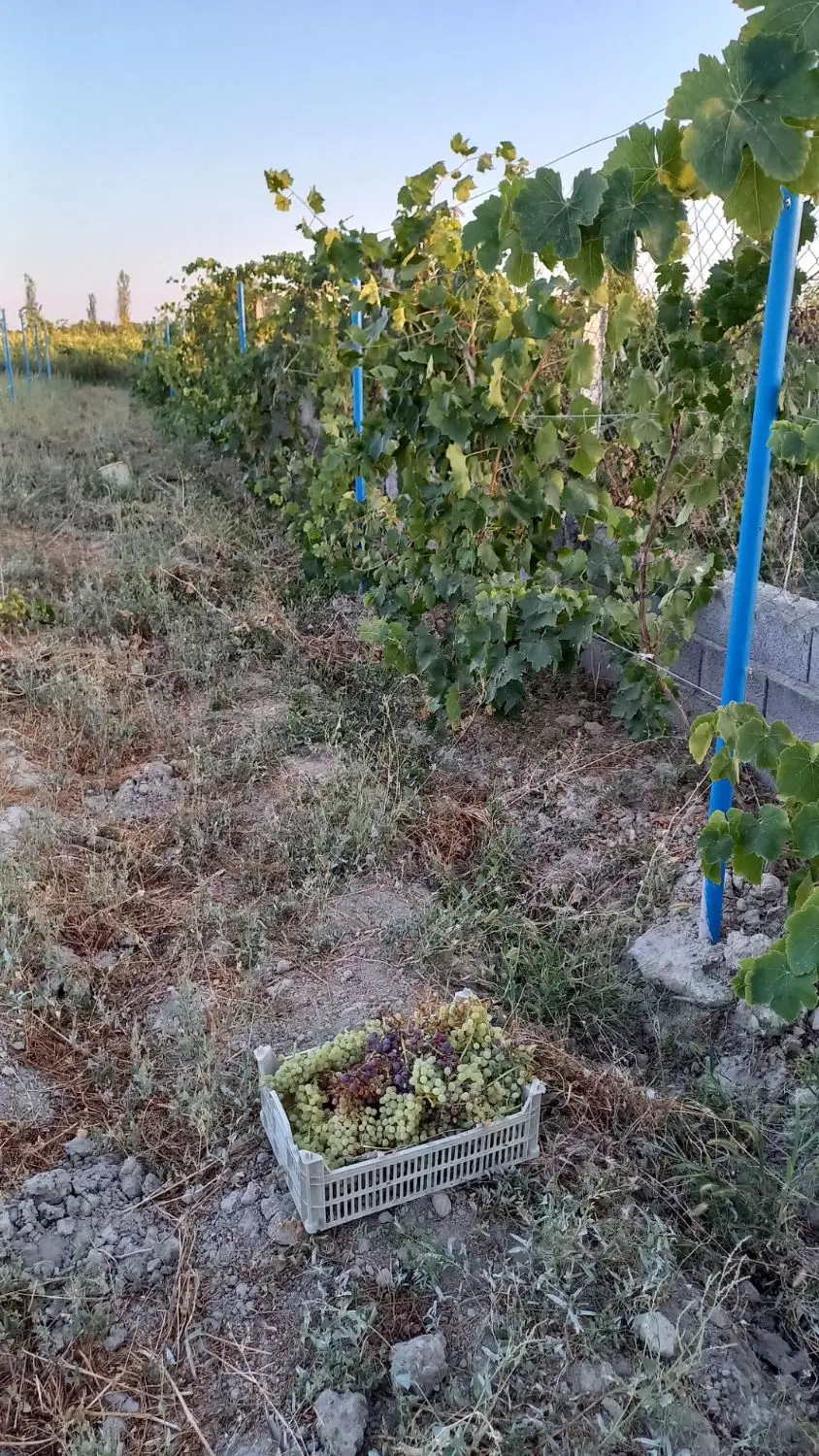 باغ ۱۰۰۰ متر روستای غفاربهی