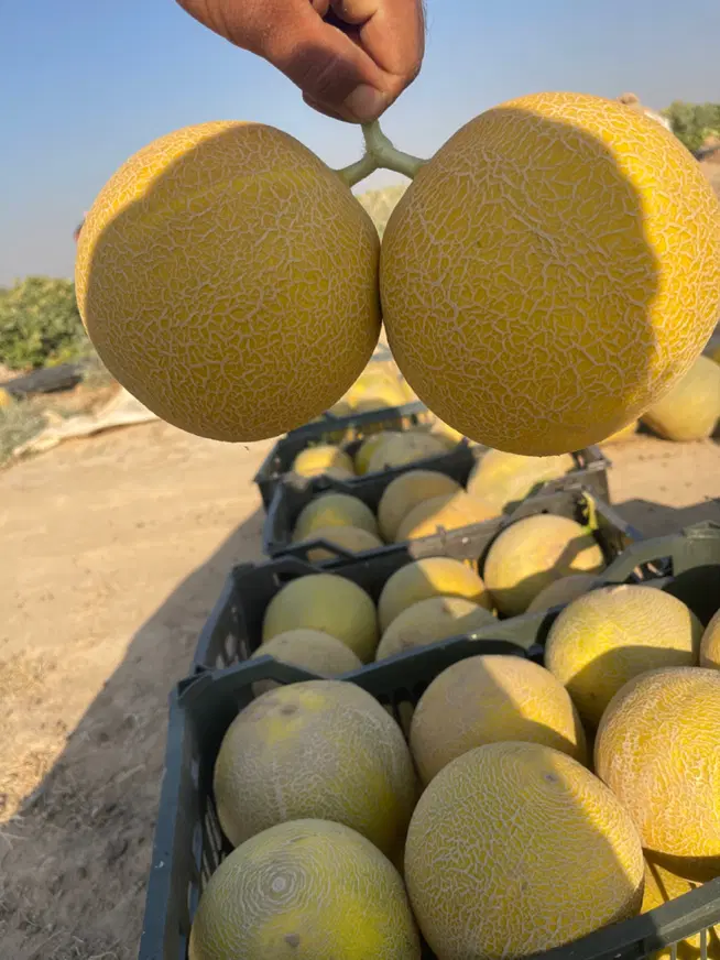 زمین کشاورزی