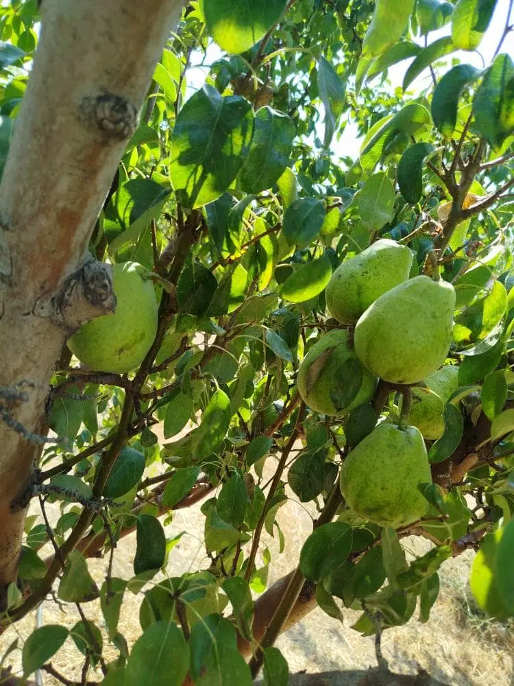 باغ فروشی ۱۳۰۰ متری فاز یک آبسرد