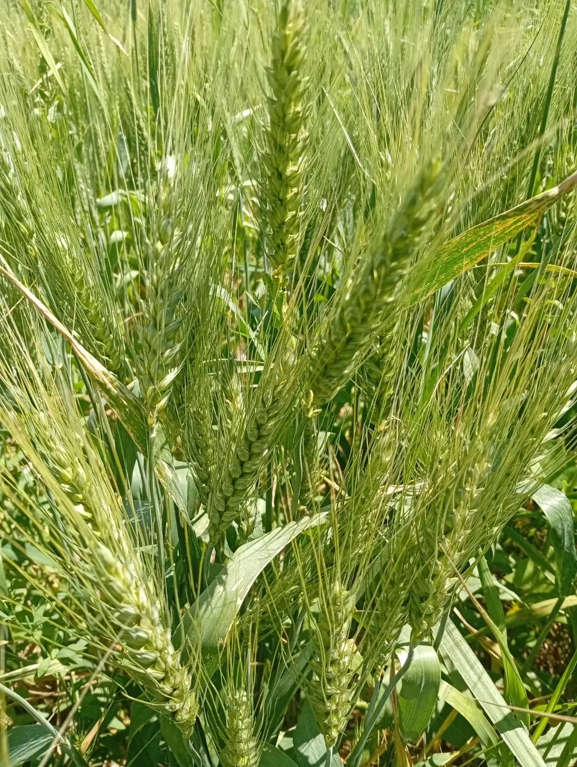 فروش زمین کشاورزی