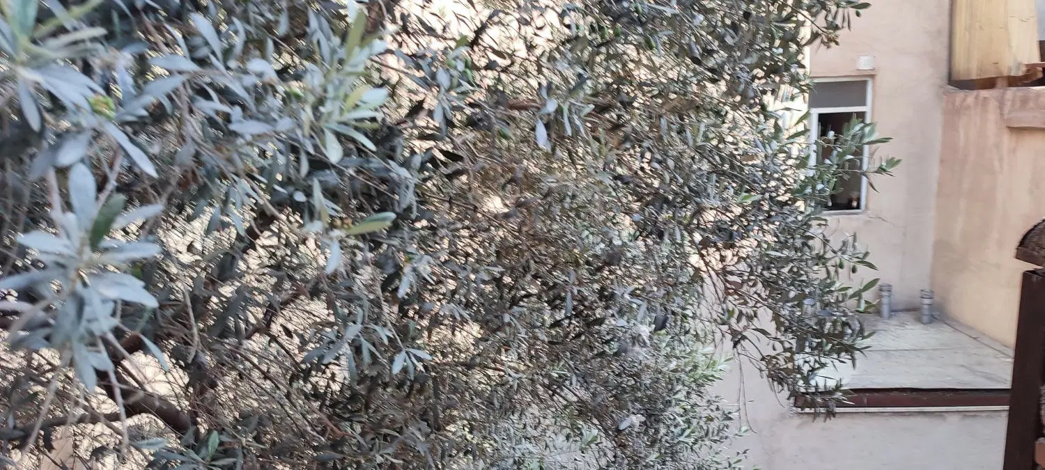 فروش