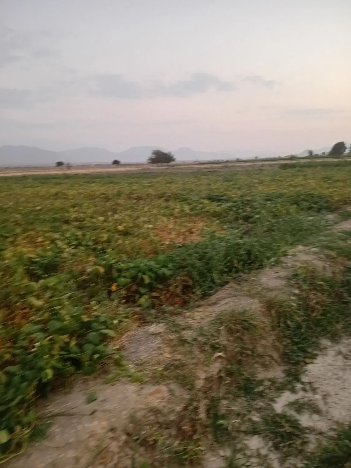 1000 متر زمین کشاورزی با 1 ساعت آب چاه برقی