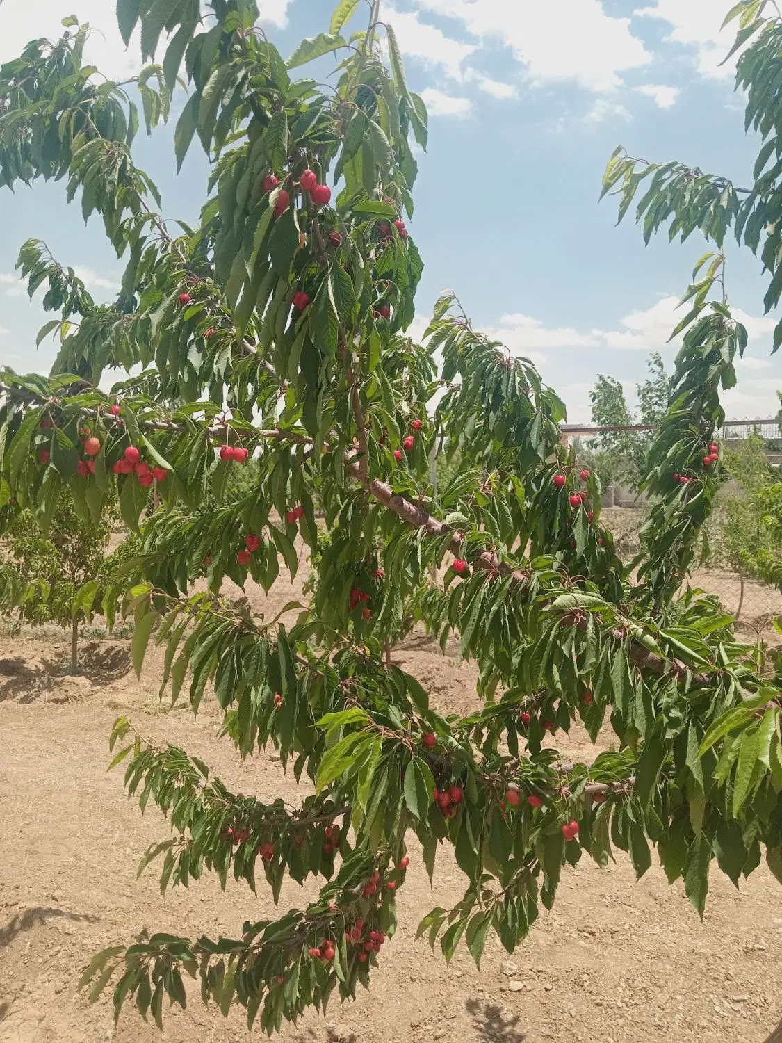 باغ مرزیجران خوش قیمت خانوادگی مناسب سخت پسندان