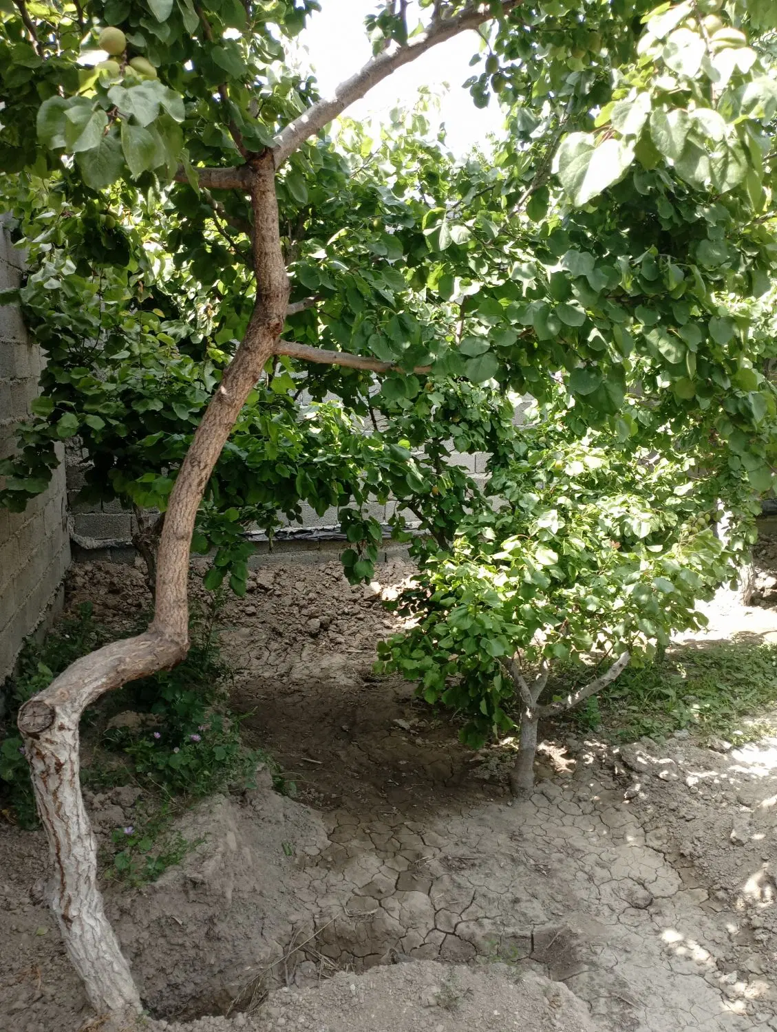 فروش باغچه سنددار در خ اصلی لم آباد