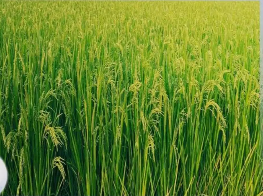زمین کشاورزی