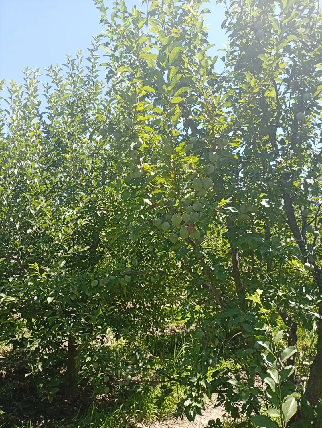 باغچه ۱۵۰۰متری ۱۰ساله