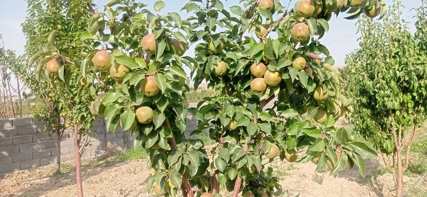 باغ