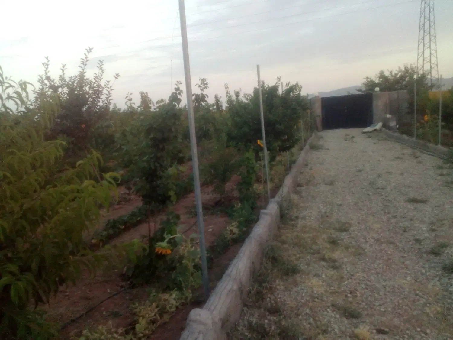 ۲۰۰۰ متر باغ سند تک برگ