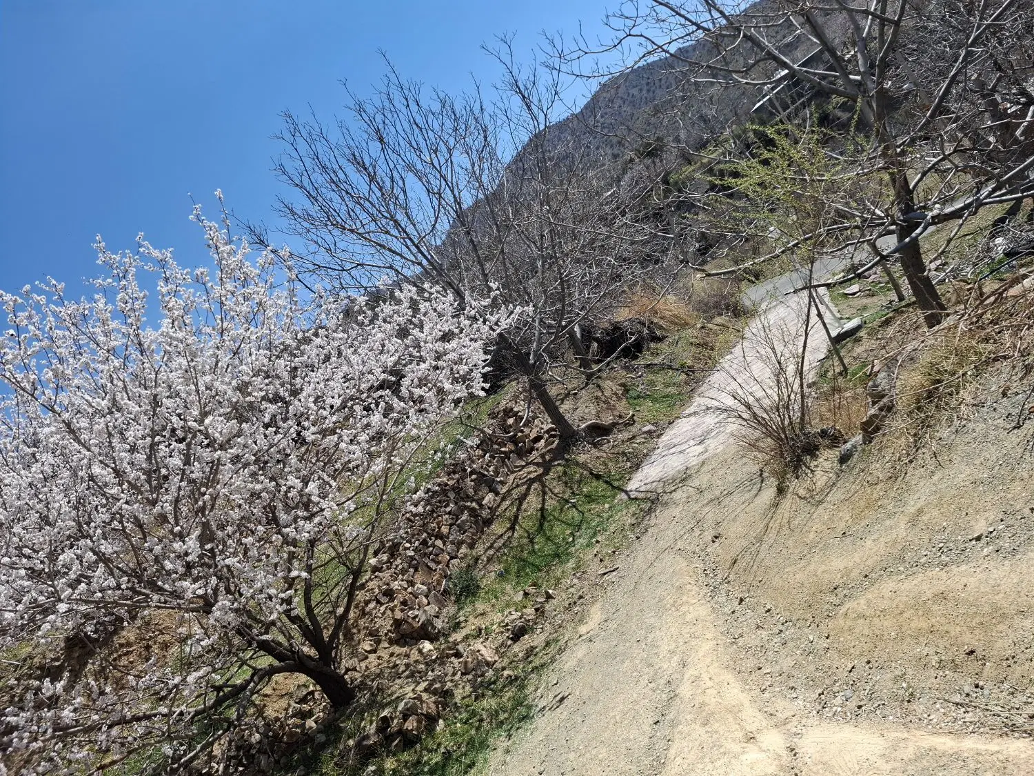 زمین مسکونی شهرک سعدی