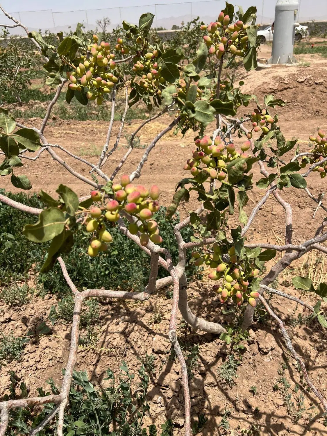 سرمایه گزاری با سند تک برگ
