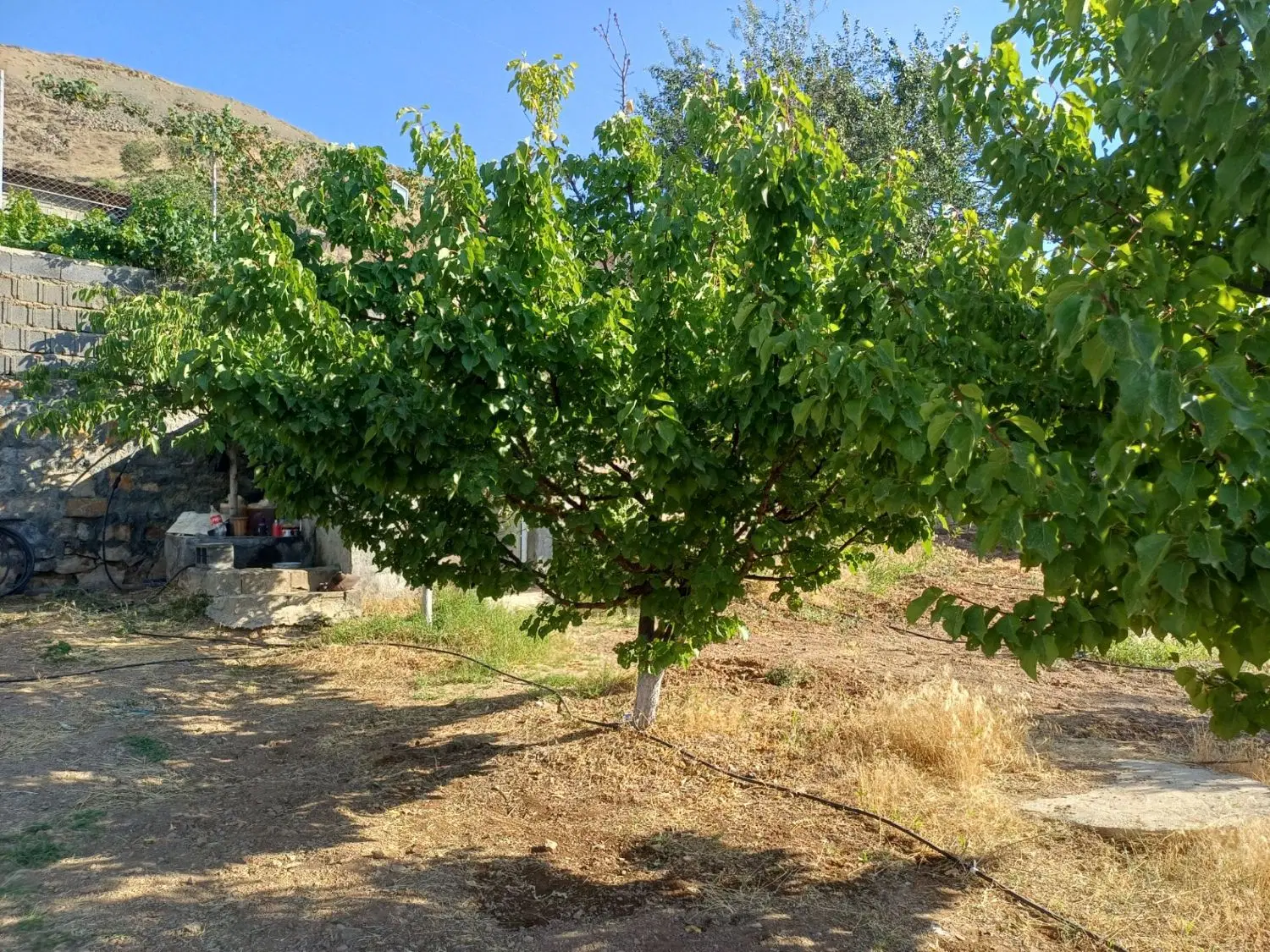 فروش باغ درده کیلومتری سنندج