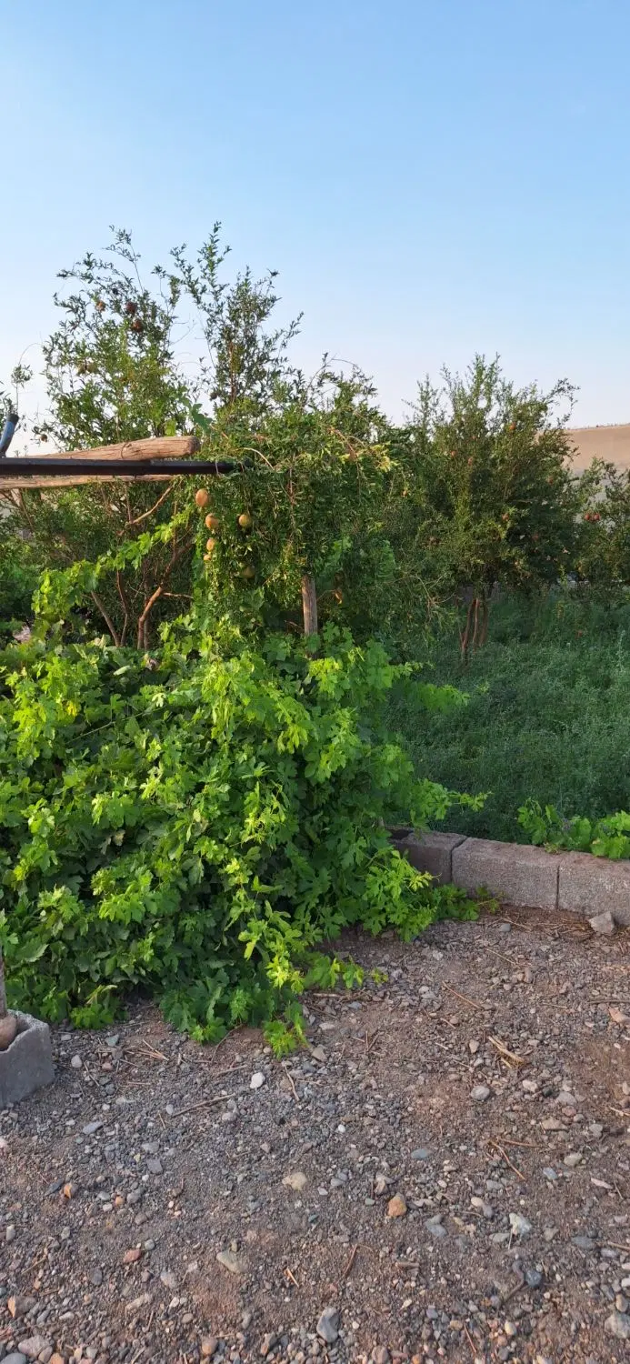 فروش یا اجاره زمین صنعتی آماده