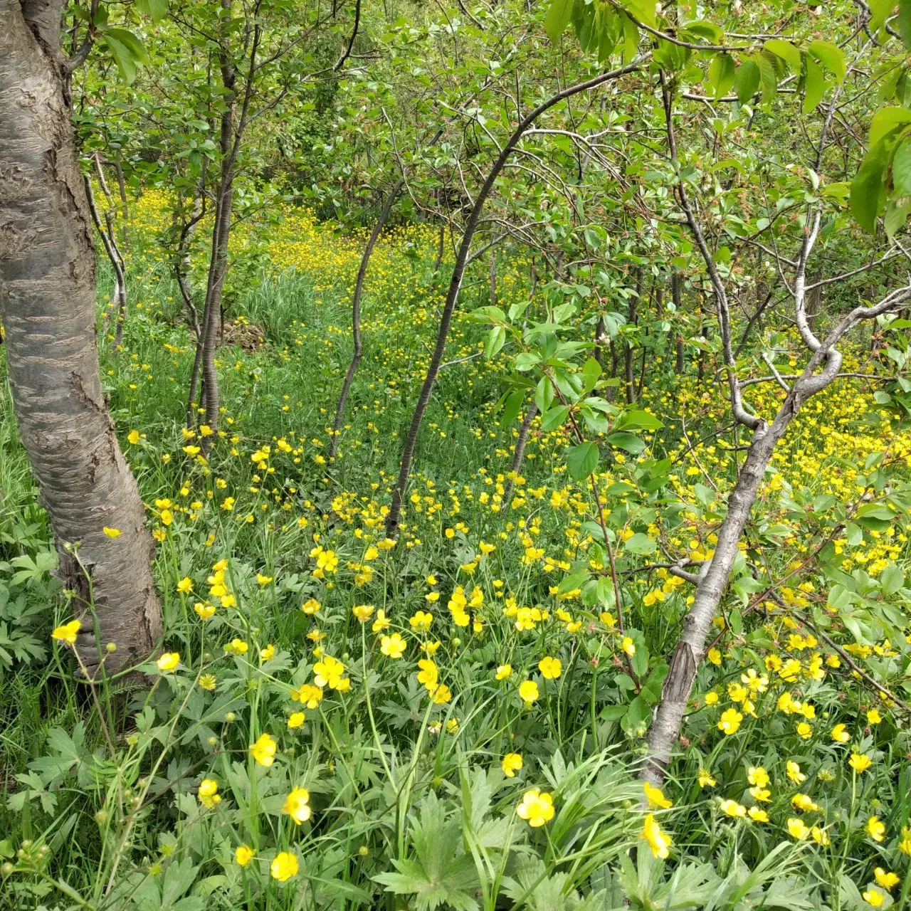 باغ در روستای خاکو