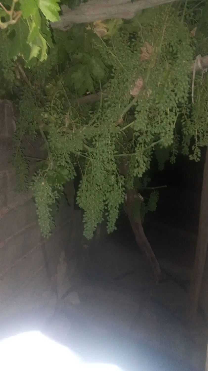 رهن و اجاره کرناچی کوچه 115