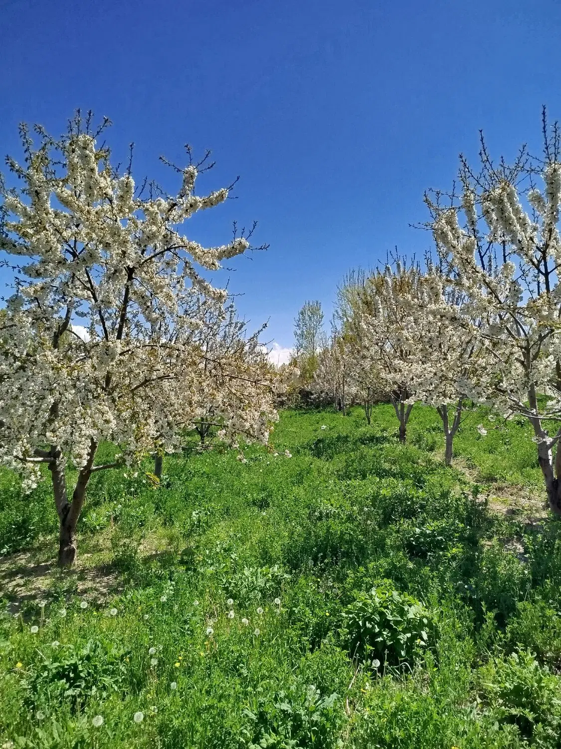 چندین قطعه زمین در روستای جبدرق بفروش میرسد