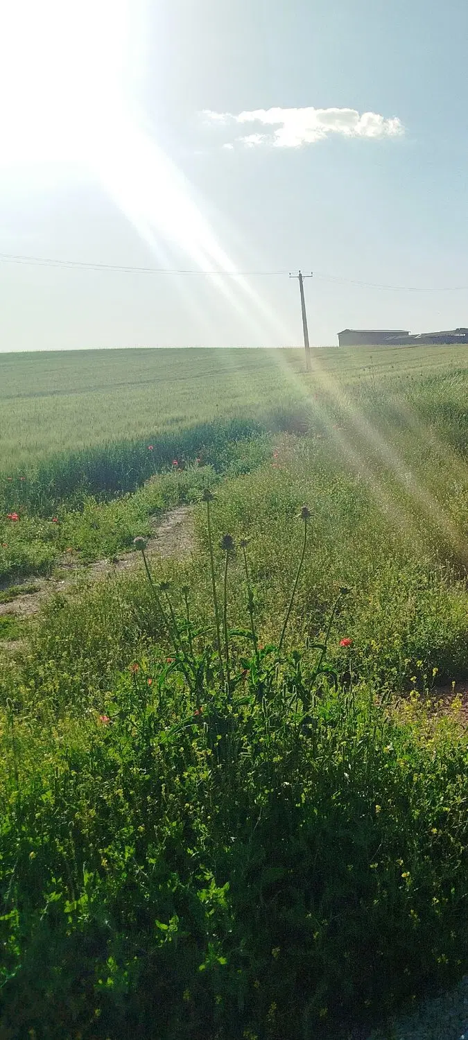 زمین برای فروش