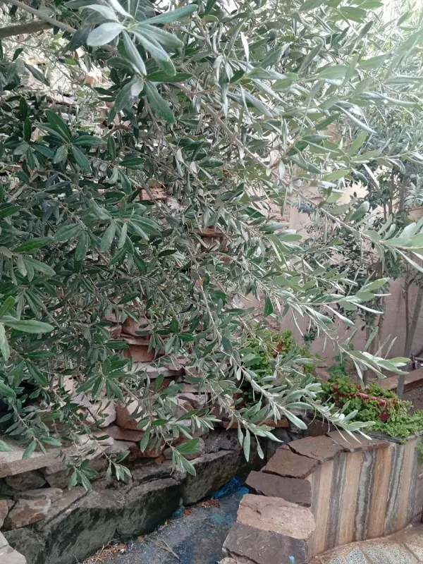 اجاره منزل چمران