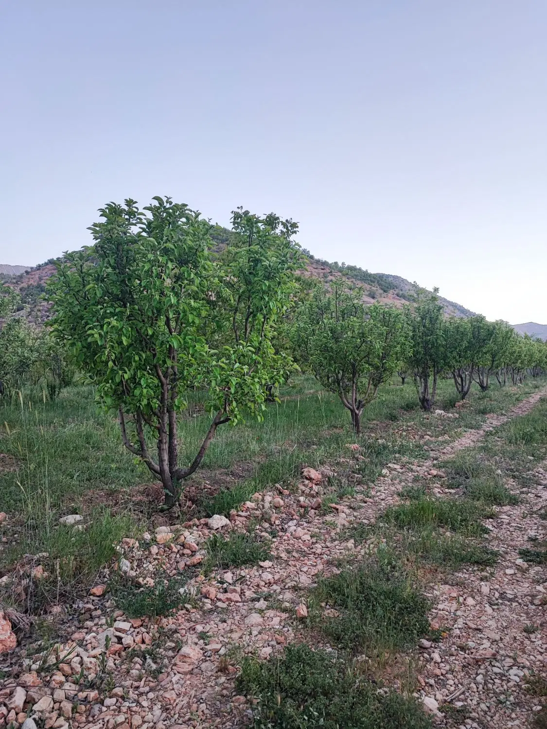 باغ ثمری