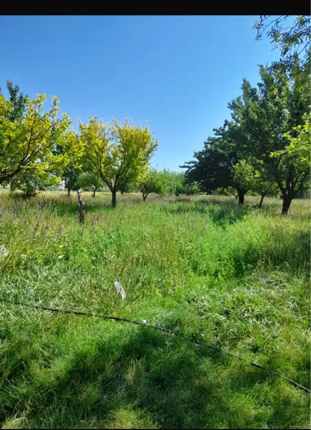 باغ کشاورزی زمین کشاورزی