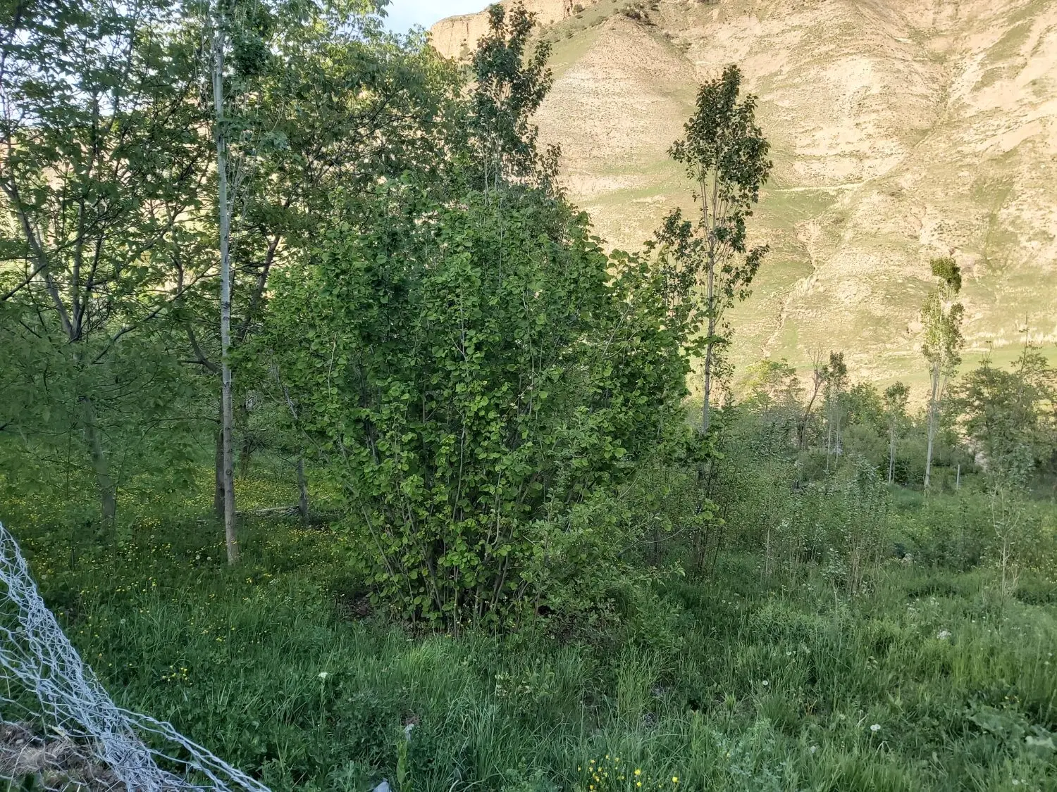 باغ ۶۷۲ متری