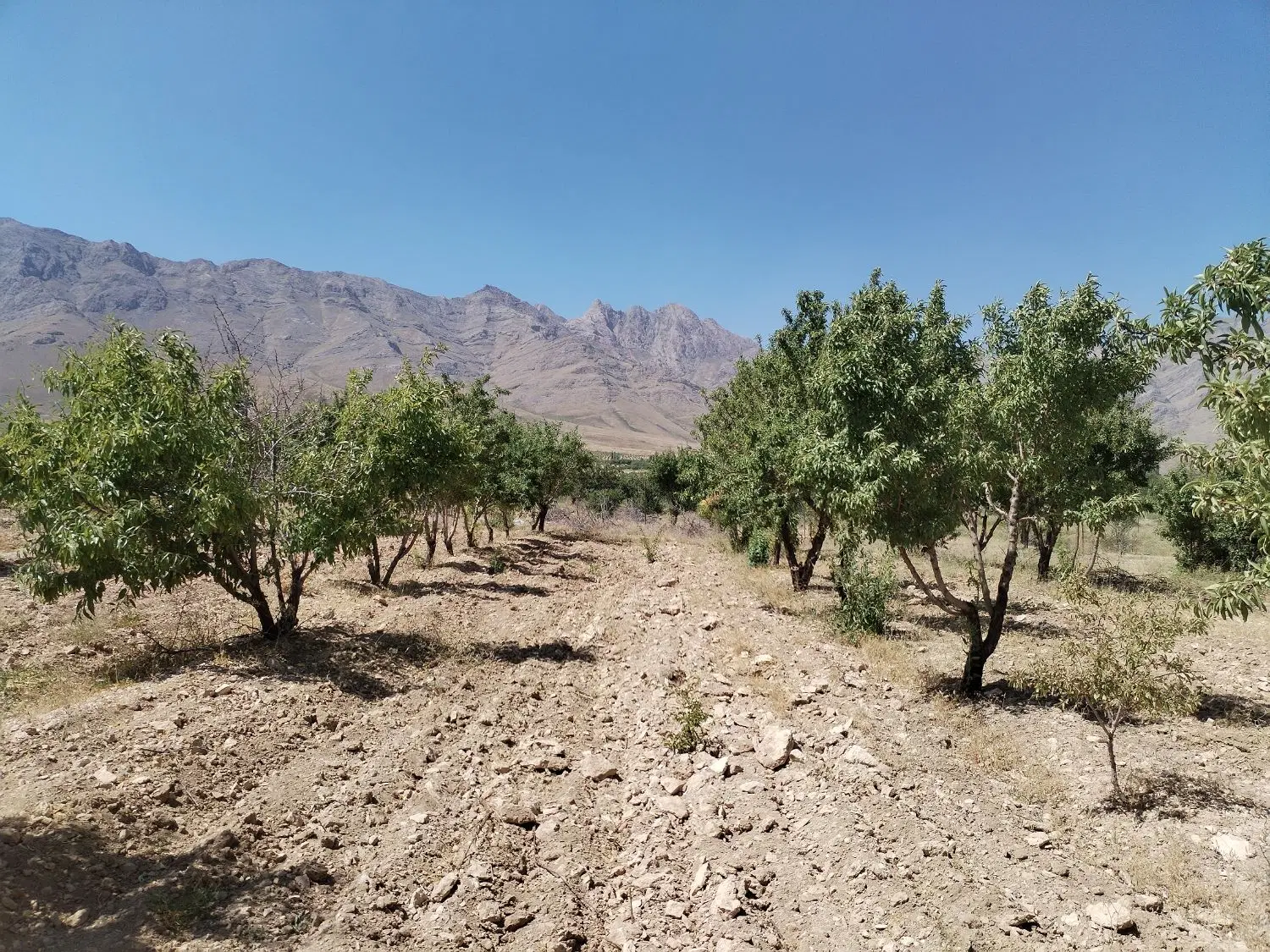 باغ ۴۵۰۰ متری دو نبش در افوس شهر چشمه‌ها
