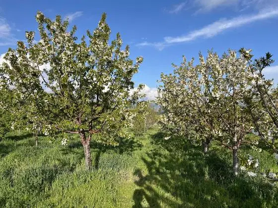فروش زمین
