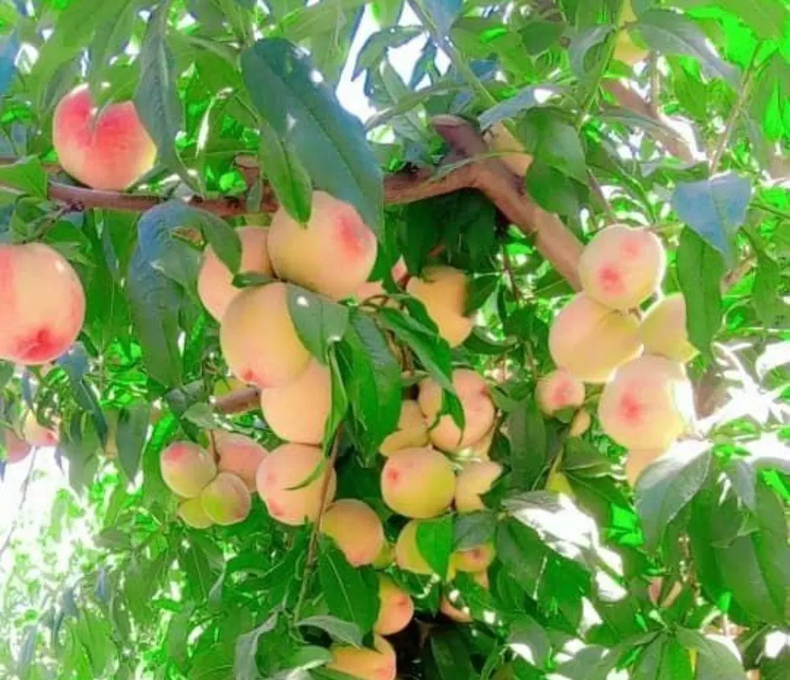 باغ میوه