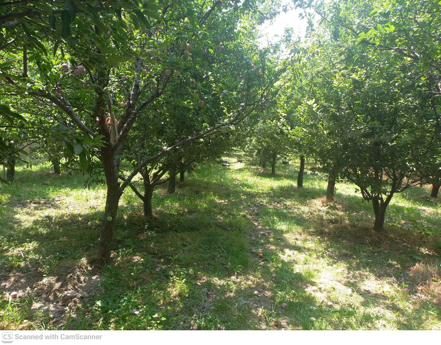 فروش یک قطعه باغ در روستای مامالو