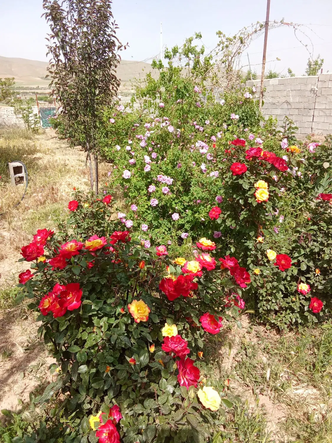 باغ حاجی آباد