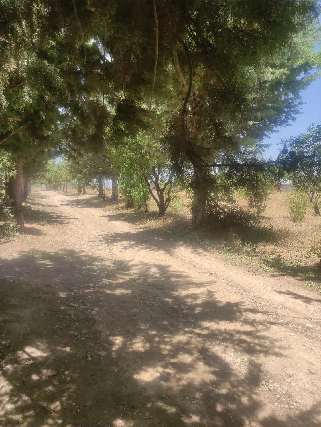 فروش باغ و باغچه