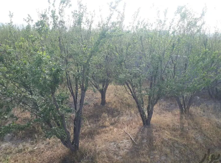 باغ ۲۰۰۰ متری بکه