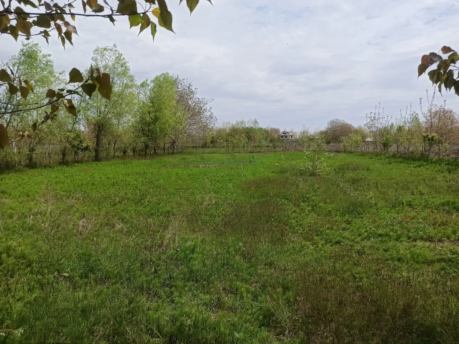 1588متر زمین روستای امشل