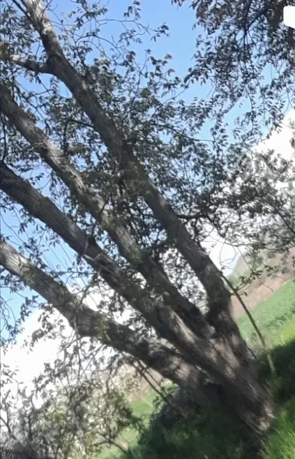 اجاره درخت گردو