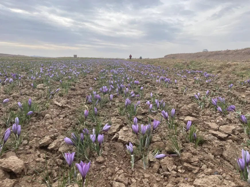 زمین کشاورزی مناسب زعفران و پسته و باغ