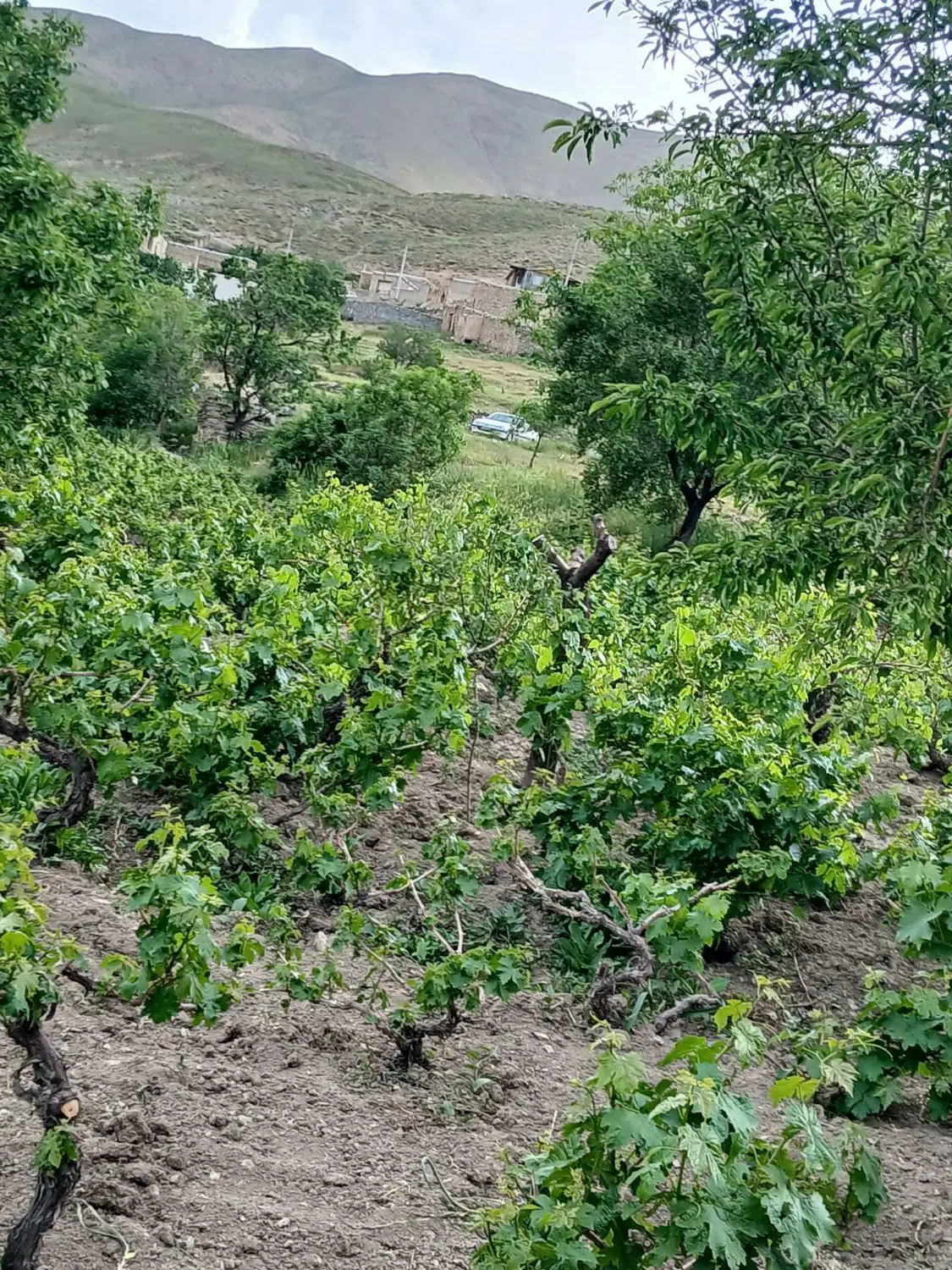 باغ انگور و میوه روستای هزاوه