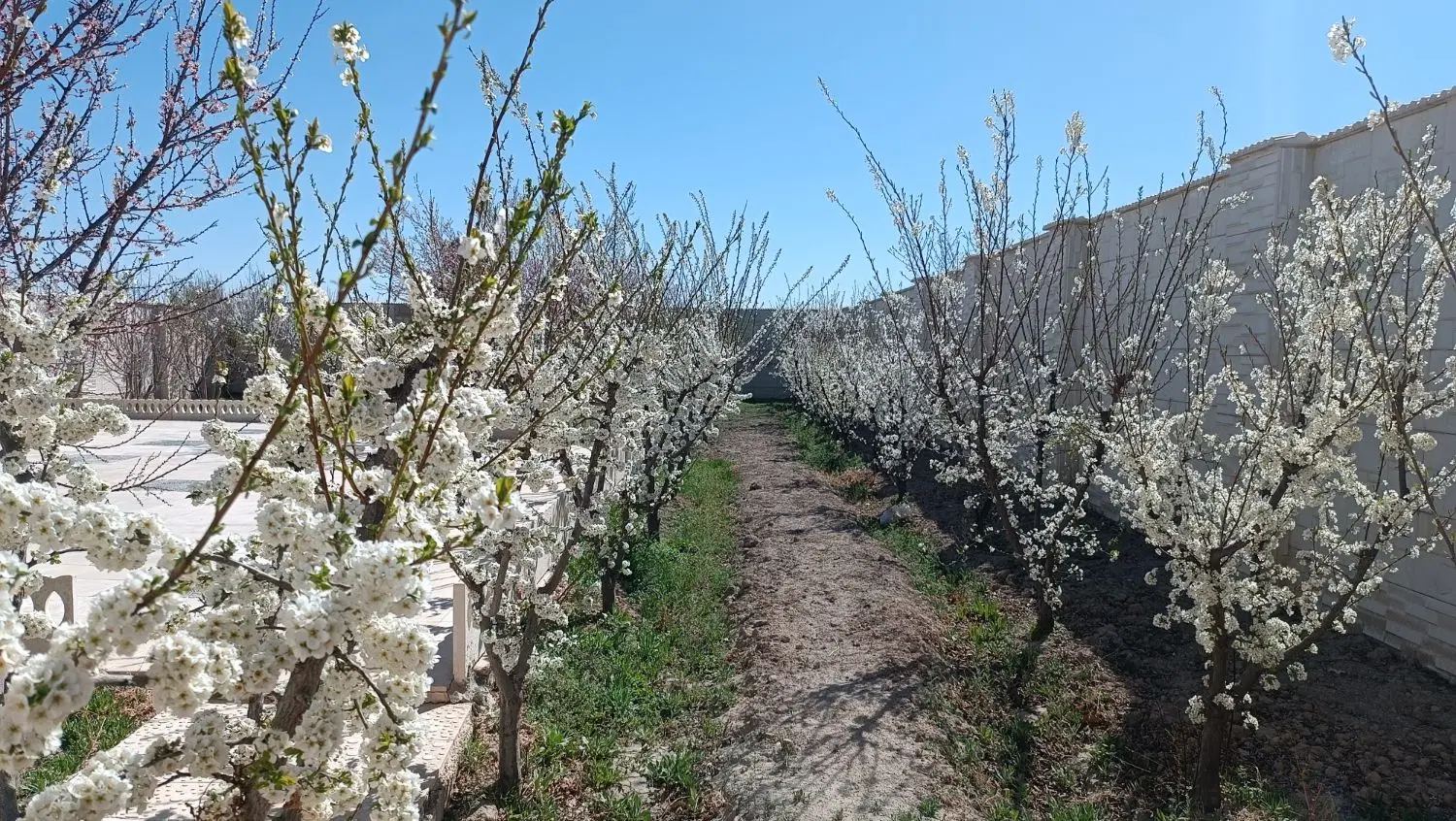 باغ سند دار چهارباغ ، عرب آباد خسروی