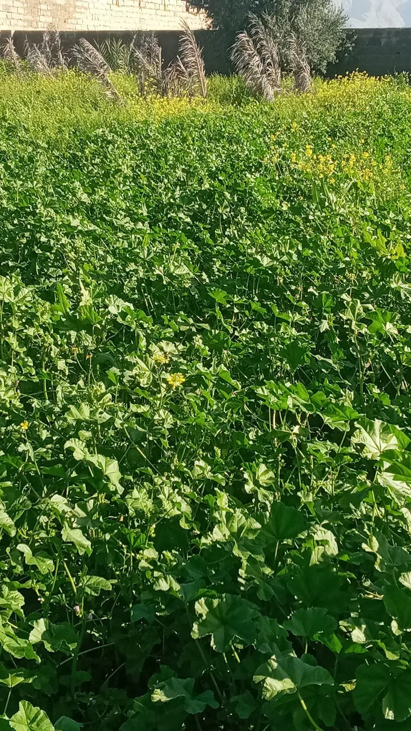 اجاره زمین کشاورزی۱۵۰۰۰متر
