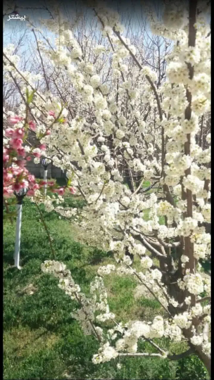 باغچه     معاوضه